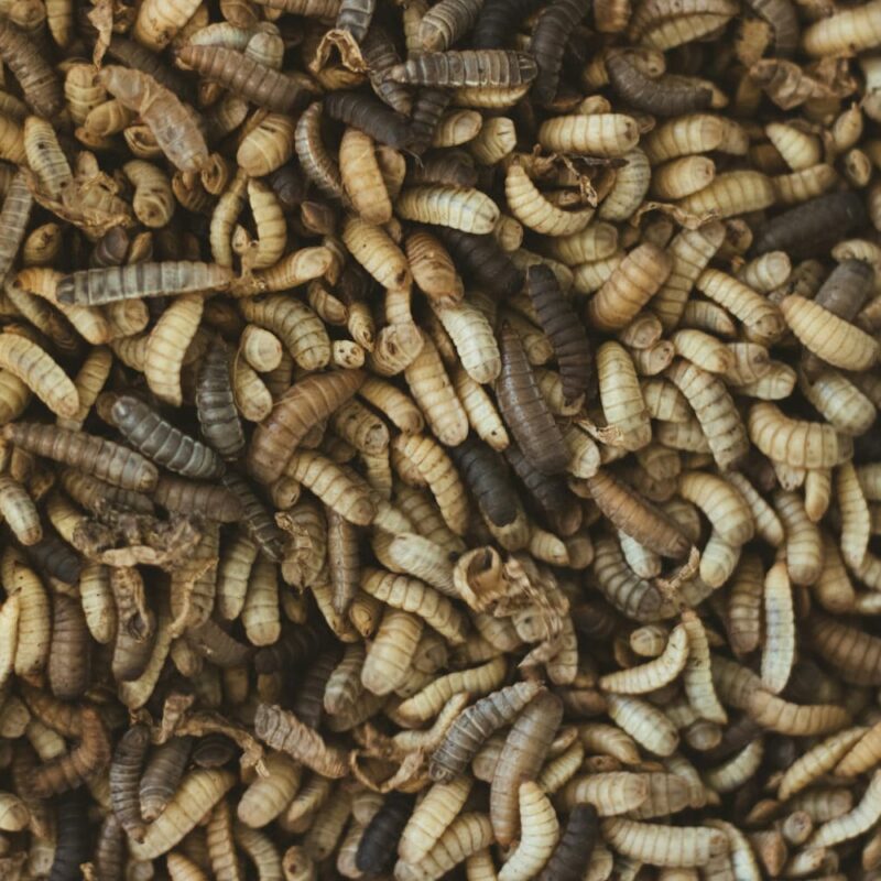 6 RAZLOGA ZAŠTO SU INSEKTI PROTEIN BUDUĆNOSTI
