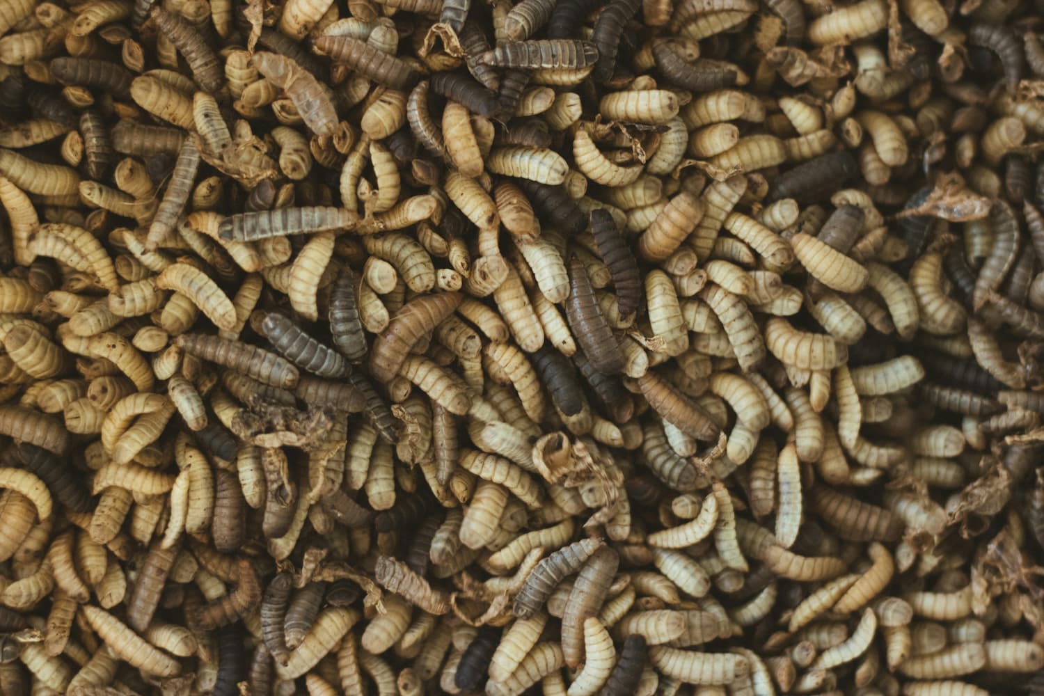 Trenutno pregledavate 6 RAZLOGA ZAŠTO SU INSEKTI PROTEIN BUDUĆNOSTI