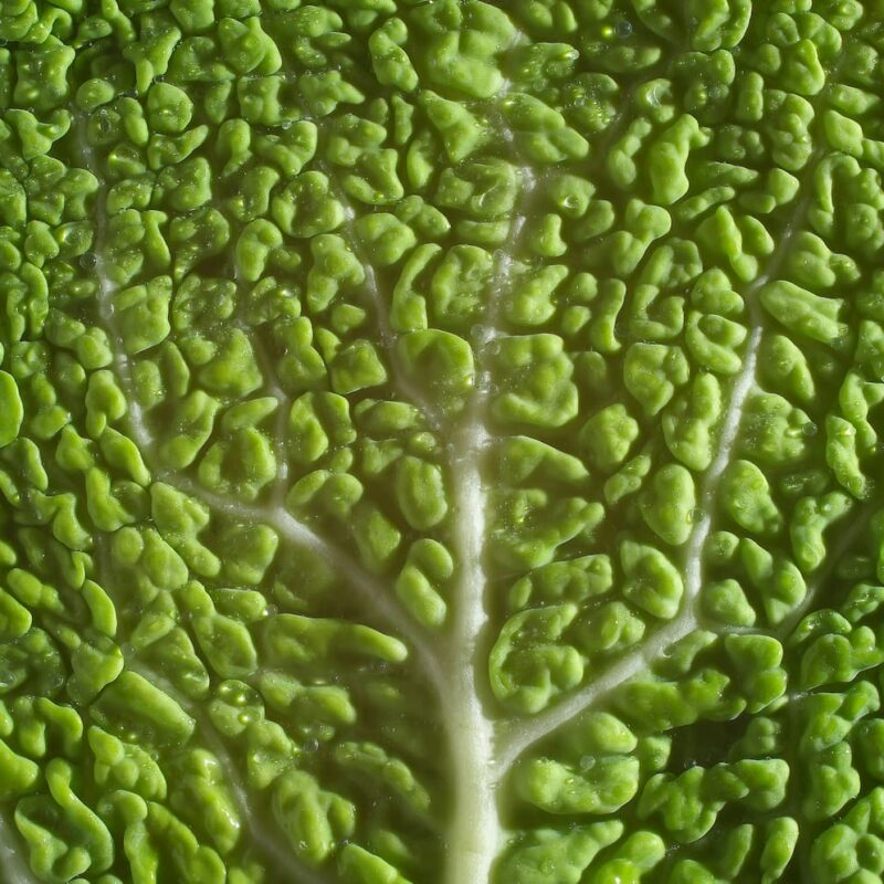 MODIFICIRANI AIP_ druga službena verzija autoimunog protokola